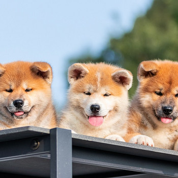 Akita Inu kucēni