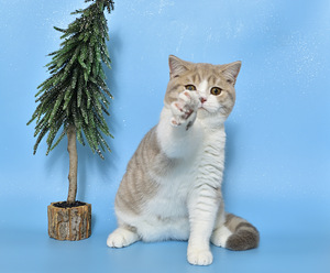 British kitten (1 valokuva sivusta 3)