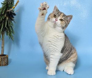 British kitten (2 valokuva sivusta 3)