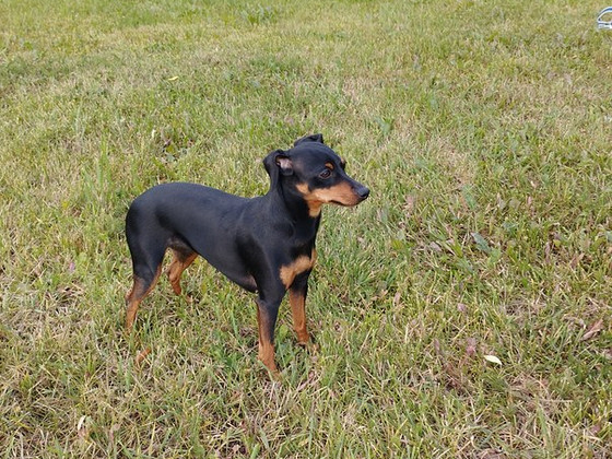 Kääbuspinšer (Miniature Pinscher) otsib peigmeest