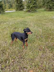 Kääbuspinšer (Miniature Pinscher) otsib peigmeest (1 foto / 4)