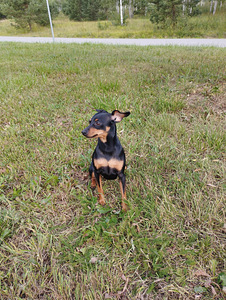 Kääbuspinšer (Miniature Pinscher) otsib peigmeest (2 foto / 4)
