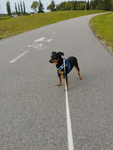 Kääbuspinšer (Miniature Pinscher) otsib peigmeest (3 foto / 4)