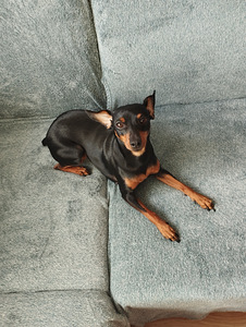 Kääbuspinšer (Miniature Pinscher) otsib peigmeest (4 foto / 4)