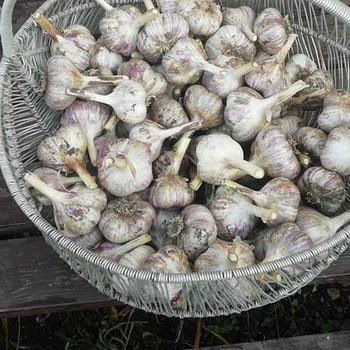 Чеснок
