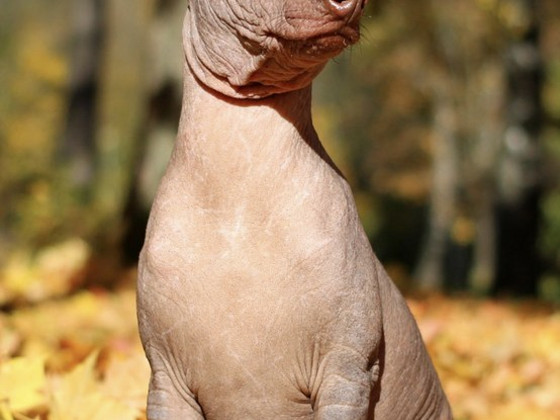 Xoloitzcuintli miniatura