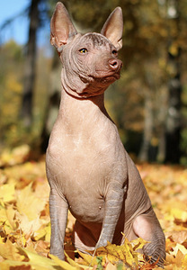 Xoloitzcuintli miniatura (1 valokuva sivusta 1)