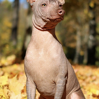 Xoloitzcuintli miniatura
