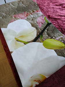 FOTOTAPETI 300-210 (10 foto / 10)