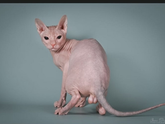 Sphynx