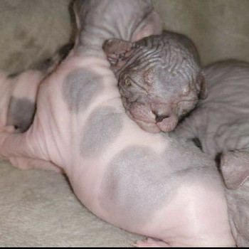 Sphynx