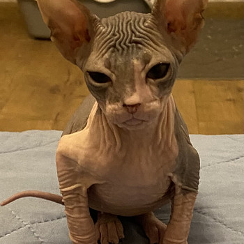 Sphynx