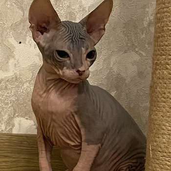 Sphynx