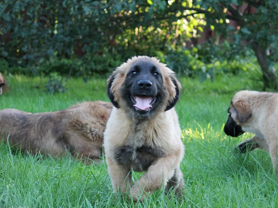 Leonbergers