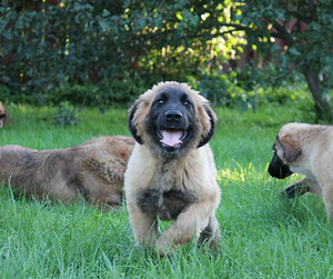 Leonbergers (1 foto no 5)