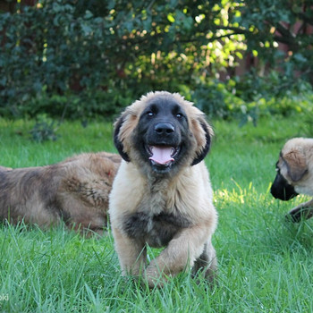 Leonbergers
