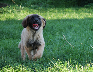 Leonbergers (2 foto no 5)