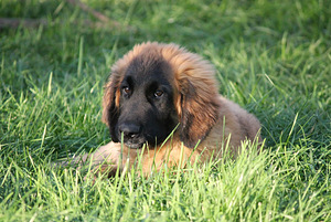 Leonbergers (3 foto no 5)