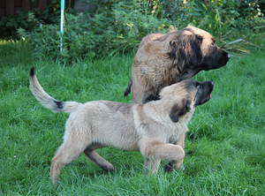 Leonbergers (4 foto no 5)