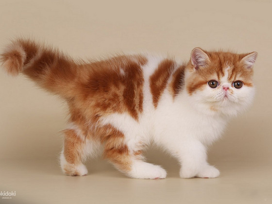Exotic kitten