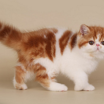 Exotic kitten
