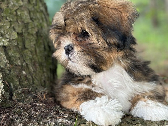 LHASA APSO
