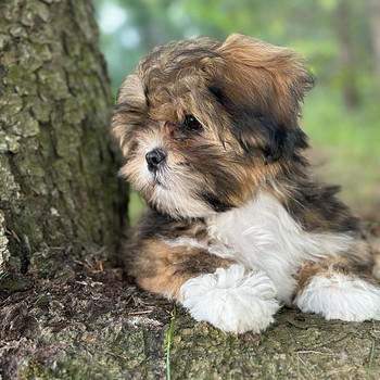 LHASA APSO