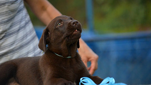 Labradora kucēni (2 foto no 6)