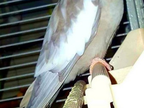 Nümfkakaduu. Corella.