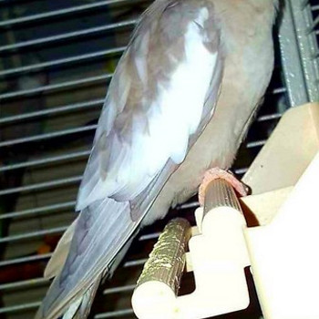 Nümfkakaduu. Corella.