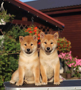 Shiba inu (1 foto no 7)