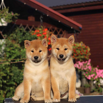 Shiba inu