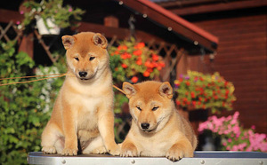 Shiba inu (2 foto no 7)