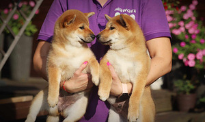 Shiba inu (3 foto no 7)