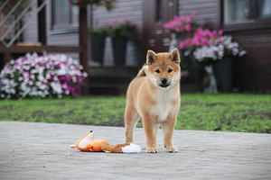 Shiba inu (4 foto no 7)