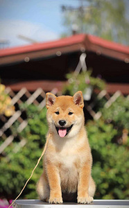 Shiba inu (6 foto no 7)