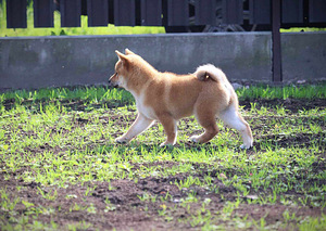 Shiba inu (7 foto no 7)