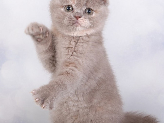 Scottish kittens