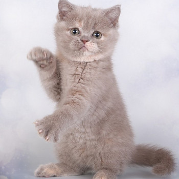 Scottish kittens