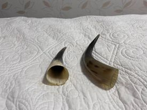 Sarv. Рог. (2 фото из 3)