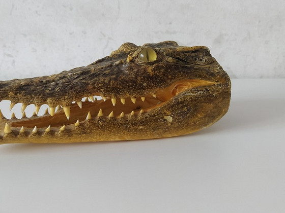 Alligaatori pea. Голова аллигатора. Alligator head.