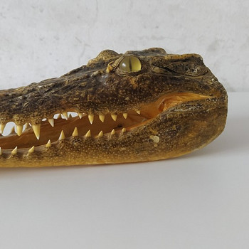 Alligaatori pea. Голова аллигатора. Alligator head.