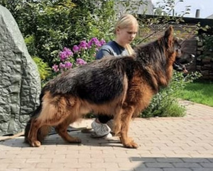 Ilgaplaukiai vokiečių aviganio šuniukai (8 nuotrauka iš 9)