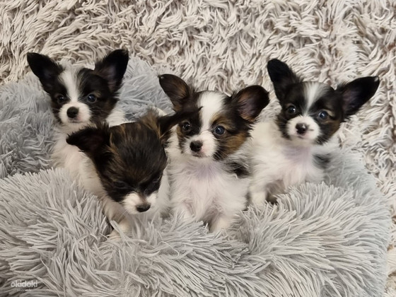 Burvīgus Papillon kucēnus no godalgotiem vecākiem