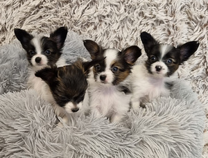 Burvīgus Papillon kucēnus no godalgotiem vecākiem (1 foto no 7)