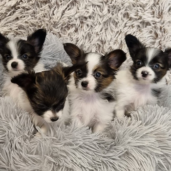 Burvīgus Papillon kucēnus no godalgotiem vecākiem