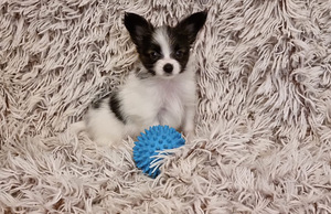 Burvīgus Papillon kucēnus no godalgotiem vecākiem (2 foto no 7)