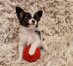Burvīgus Papillon kucēnus no godalgotiem vecākiem (3 foto no 7)