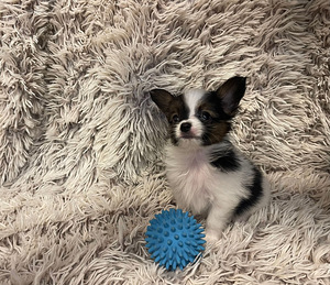 Burvīgus Papillon kucēnus no godalgotiem vecākiem (4 foto no 7)