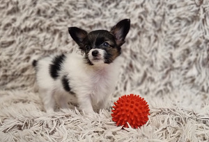 Burvīgus Papillon kucēnus no godalgotiem vecākiem (5 foto no 7)